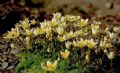 Saxifraga bryoides